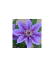 Clématite Ines™ 'Evipo059' (D.R Travers)