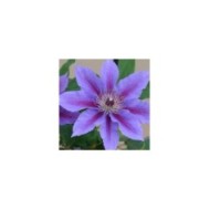 Clématite Ines™ 'Evipo059' (D.R Travers)