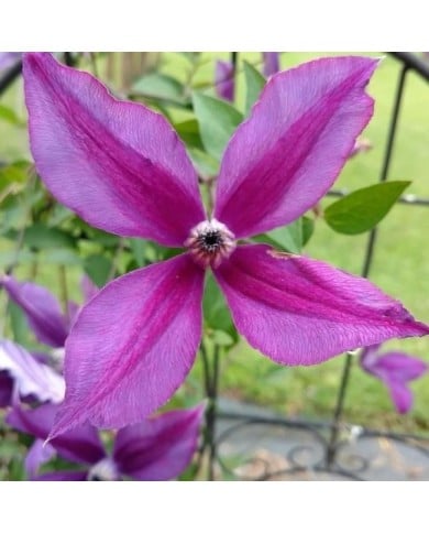 Clématite integrifolia Pink Delight (D.R. / &copy;Pépinières Travers)