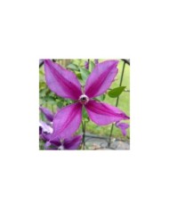 Clématite integrifolia Pink Delight (D.R. / &copy;Pépinières Travers)