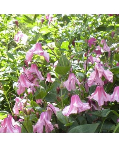Clématite Integrifolia Alionushka (D.R. / &copy;Pépinières Travers)