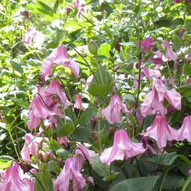 Clématite Integrifolia Alionushka (D.R. / &copy;Pépinières Travers)