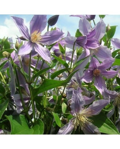 Clématite integrifolia Star River® 'Zostarri' (D.R Travers)