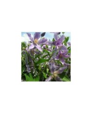 Clématite integrifolia Star River® 'Zostarri' (D.R Travers)