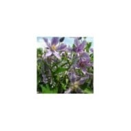 Clématite integrifolia Star River® 'Zostarri' (D.R Travers)
