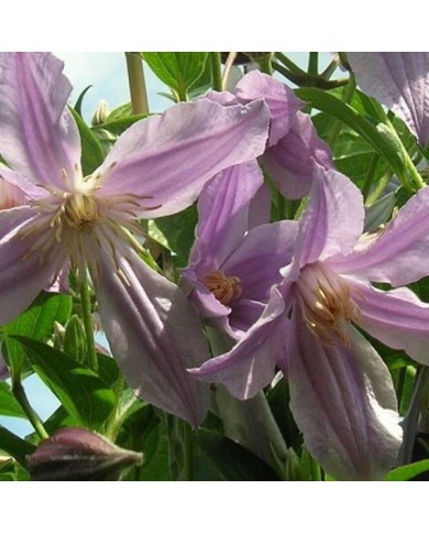 Clématite integrifolia Star River® 'Zostarri' (D.R Travers)