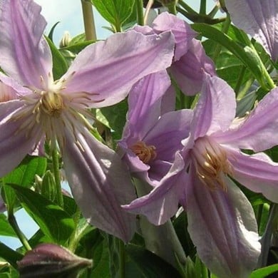 Clématite integrifolia Star River® 'Zostarri' (D.R Travers)