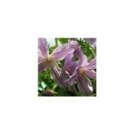 Clématite integrifolia Star River® 'Zostarri' (D.R Travers)