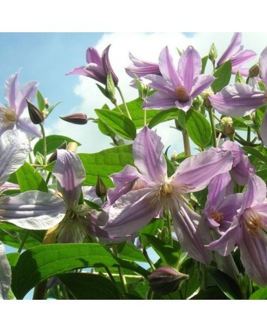 Clématite integrifolia Star River® 'Zostarri' (D.R Travers)