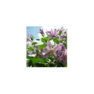 Clématite integrifolia Star River® 'Zostarri' (D.R Travers)