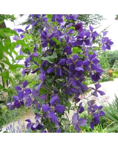 Clématite jackmanii (D.R Travers)