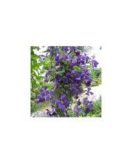 Clématite jackmanii (D.R Travers)
