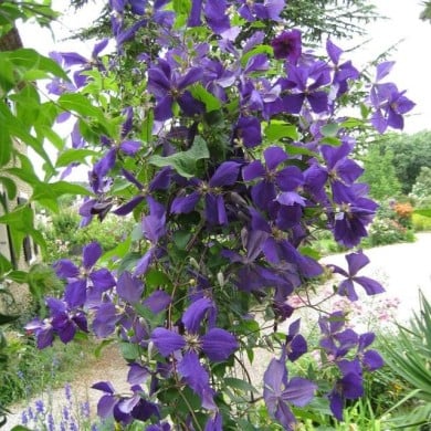 Clématite jackmanii (D.R Travers)