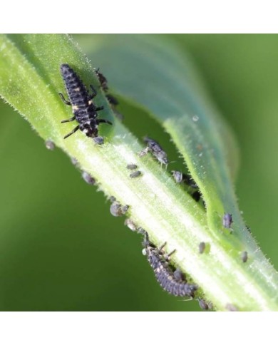 Coccifly coccinelles anti-pucerons pour petites plantes et arbustes BIOTOP - 80 larves
