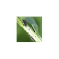 Coccifly coccinelles anti-pucerons pour petites plantes et arbustes BIOTOP - 80 larves