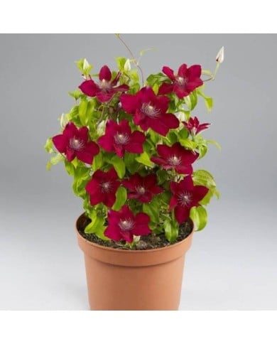 Clématite Jie™ 'Evipo084' (D.R Travers)