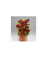 Clématite Jie™ 'Evipo084' (D.R Travers)