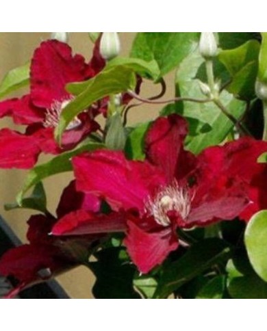 Clématite Jie™ 'Evipo084' (D.R Travers)
