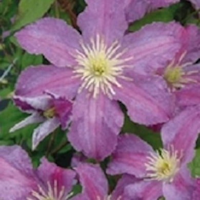 Clématite Jolly Good® 'Zojogo' (D.R Travers)