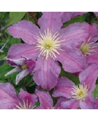 Clématite Jolly Good® 'Zojogo' (D.R Travers)