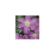 Clématite Jolly Good® 'Zojogo' (D.R Travers)