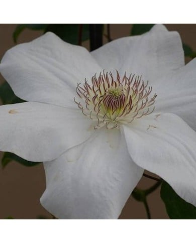 Clématite Juliane™ 'Evipo049' (D.R Travers)