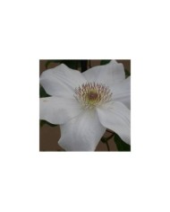 Clématite Juliane™ 'Evipo049' (D.R Travers)