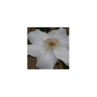 Clématite Juliane™ 'Evipo049' (D.R Travers)