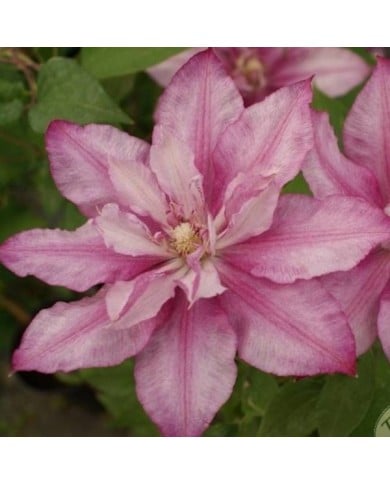 Clématite Lasting Love® ' Grazyna' (D.R Travers)