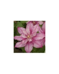 Clématite Lasting Love® ' Grazyna' (D.R Travers)