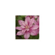 Clématite Lasting Love® ' Grazyna' (D.R Travers)