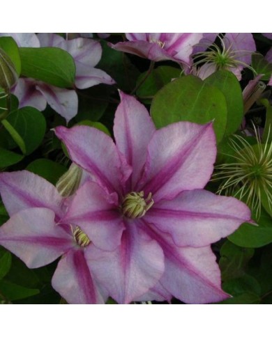 Clématite Lasting Love® ' Grazyna' (D.R Travers)