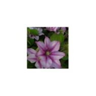 Clématite Lasting Love® ' Grazyna' (D.R Travers)