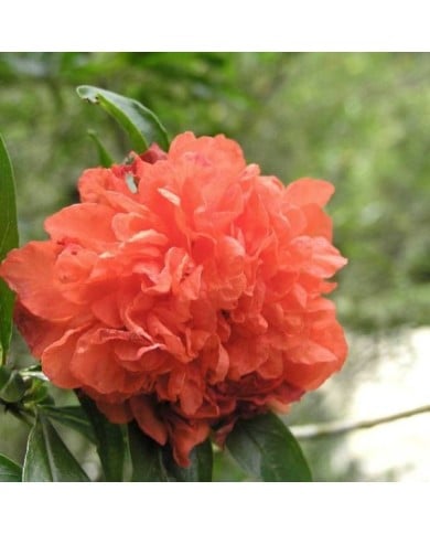 Grenadier à fleurs 'Pleniflora'