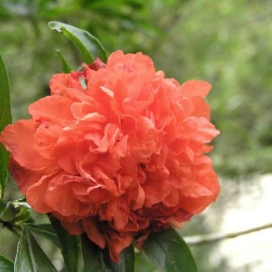 Grenadier à fleurs 'Pleniflora'