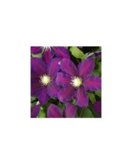 Clématite Lech Kaczynski (D.R Travers)