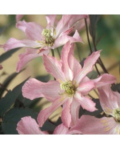 Clématite montana Rosebud® 'Robud' (D.R Travers)