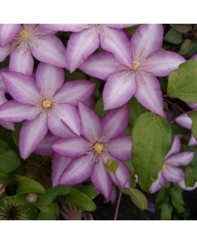 Clématite Morning Star® 'Zoklako' (D.R Travers)