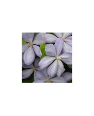 Clématite Mrs Cholmondeley (D.R Travers)