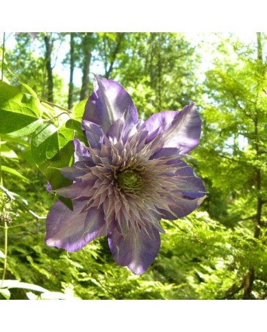 Clématite Multiblue (D.R Travers)