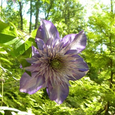 Clématite Multiblue (D.R Travers)