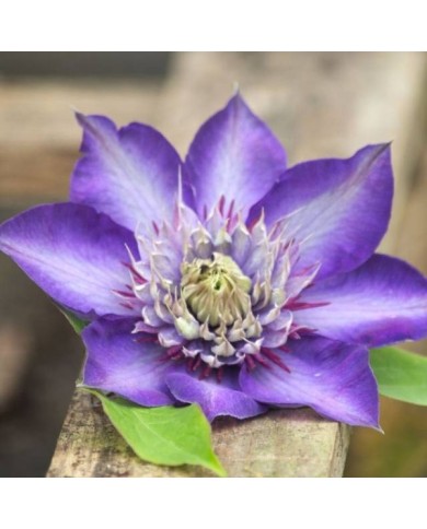 Clématite Multiblue (D.R Travers)