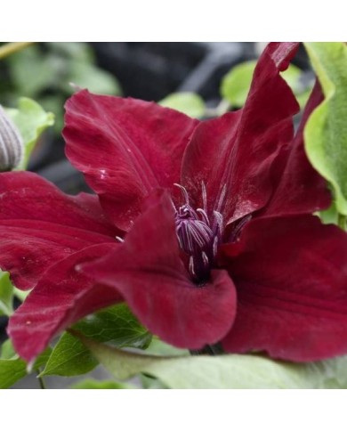 Clématite Nubia™ 'Evipo079' (D.R Travers)