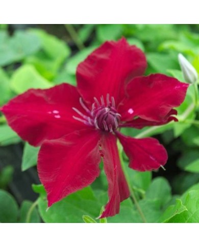 Clématite Nubia™ 'Evipo079' (D.R Travers)
