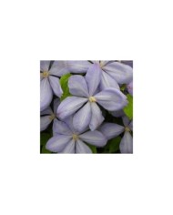 Clématite Paola (D.R Travers)