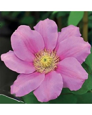 Clématite Pink Beauty (D.R. / &copy;Pépinières Travers)