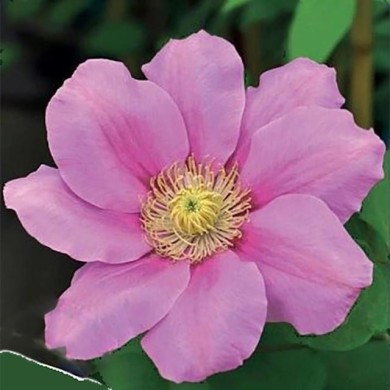 Clématite Pink Beauty (D.R. / &copy;Pépinières Travers)