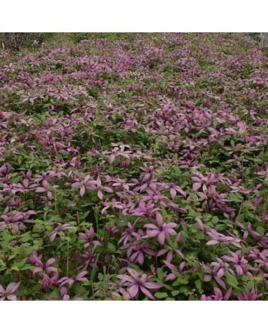 Clématite Princesse Arabelle® 'CERpara' (D.R Travers)