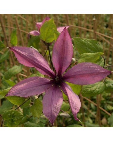 Clématite Princesse Arabelle® 'CERpara' (D.R Travers)