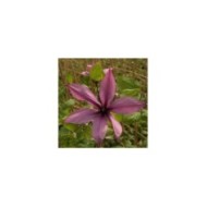 Clématite Princesse Arabelle® 'CERpara' (D.R Travers)